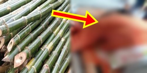 Young motorcycle rider bamboo pole