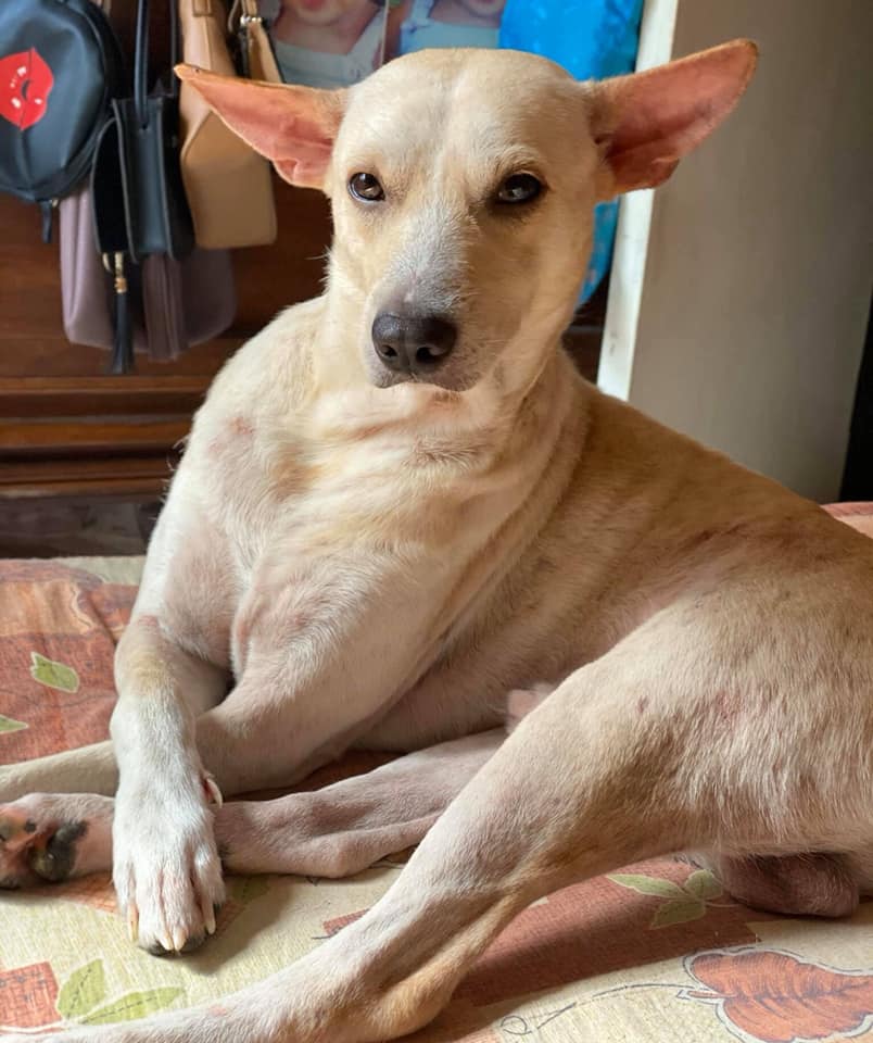 Dog Poses On The Camera Like A Professional Model Amazed Netizens