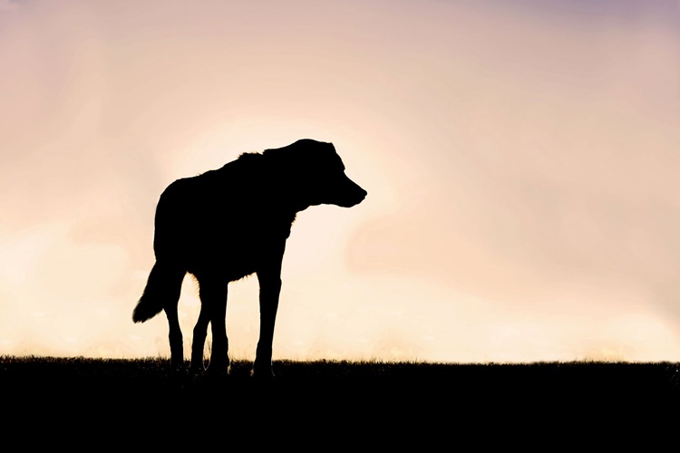 Pregnant Dog