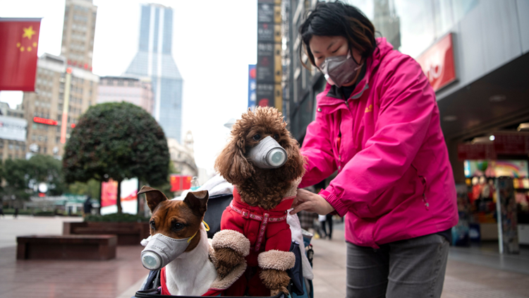 Hong Kong Quarantines Pet Dog After Authorities Finds Coronavirus on