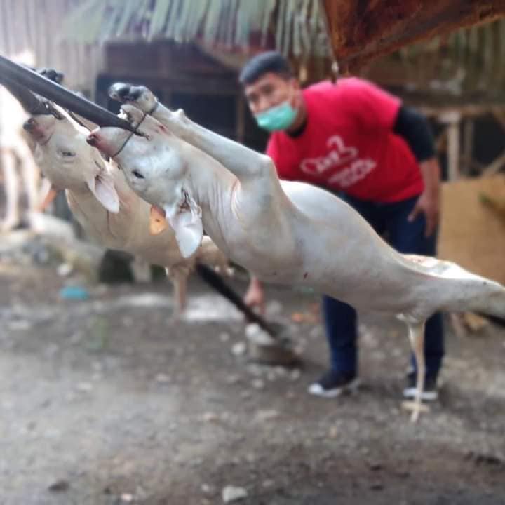 Man In Nueva Ecija Arrested After Dogs Skewered For Roasting Confiscated