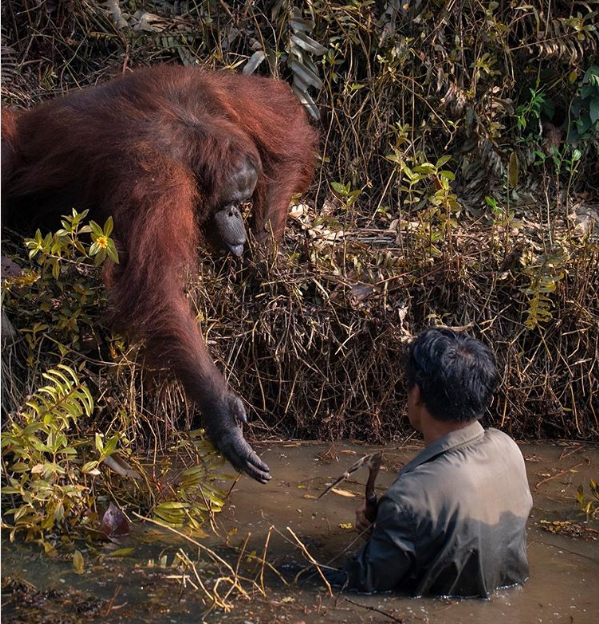 Orangutan Helps Man Out Of Snake-Infested Waters