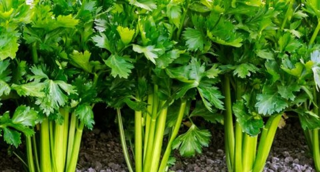 my-body-my-life-my-decision-are-parsley-and-kinchay-kintsay-the