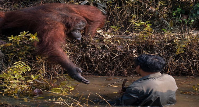 Orangutan Helps Man Out Of Snake-Infested Waters