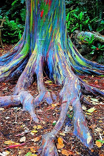Marvelous Rainbow Trees
