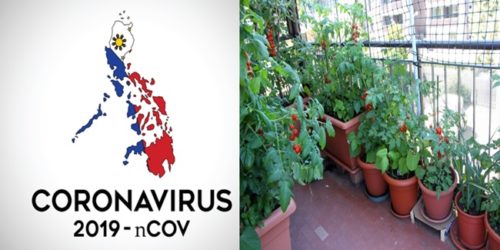 Department of Agriculture urban gardening