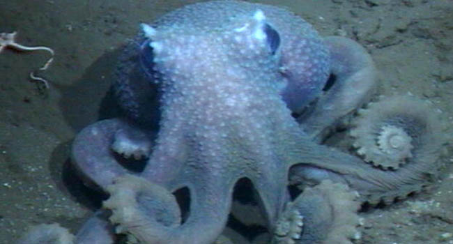 MOLLUSK