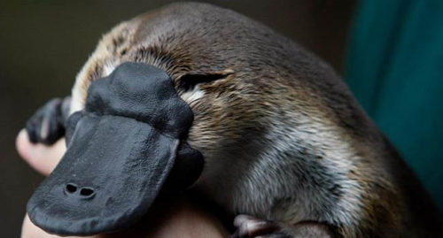 PLATYPUS