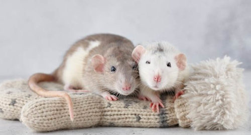 THE VANITY OF THE RAT