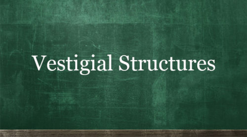 VESTIGIAL STRUCTURES
