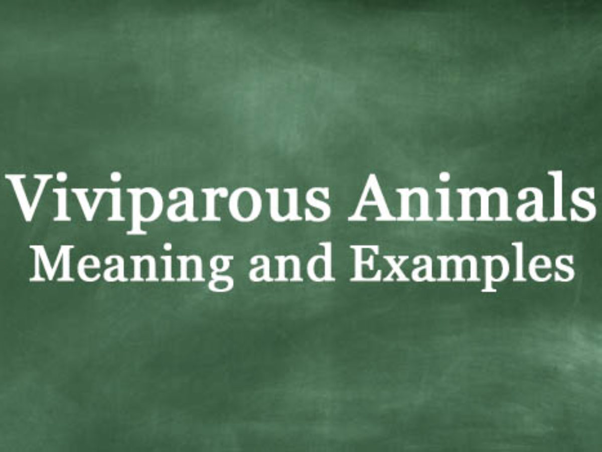 What Are Viviparous Animals? Definition And Meaning