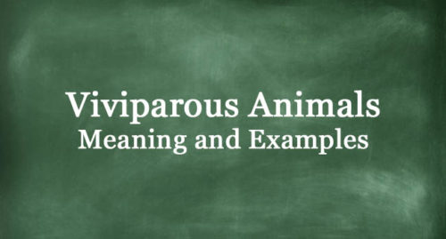 VIVIPAROUS ANIMALS