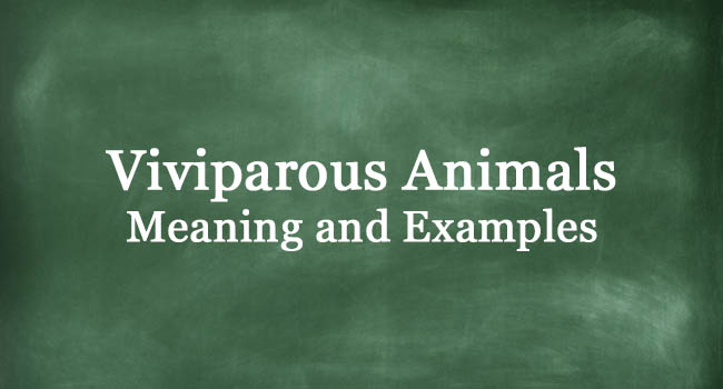 What Are Viviparous Animals? Definition And Meaning