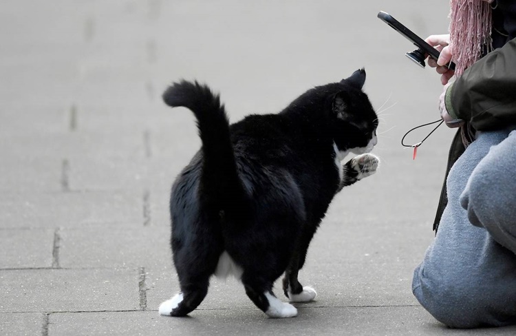 Pet Cat