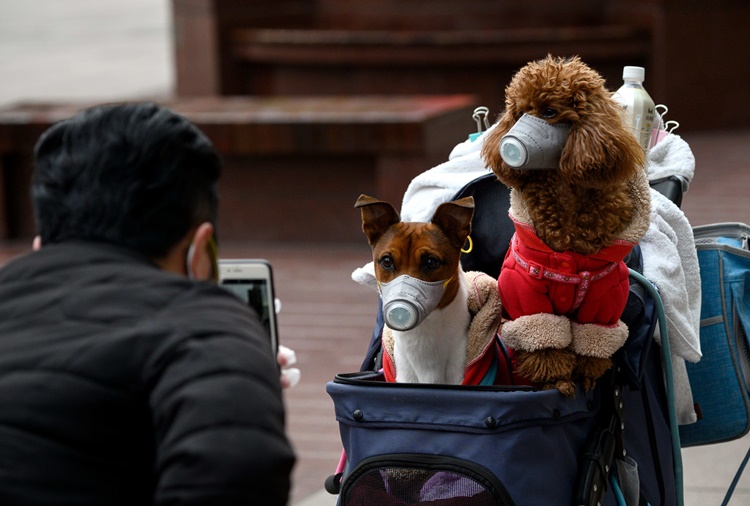 Elderly Dog