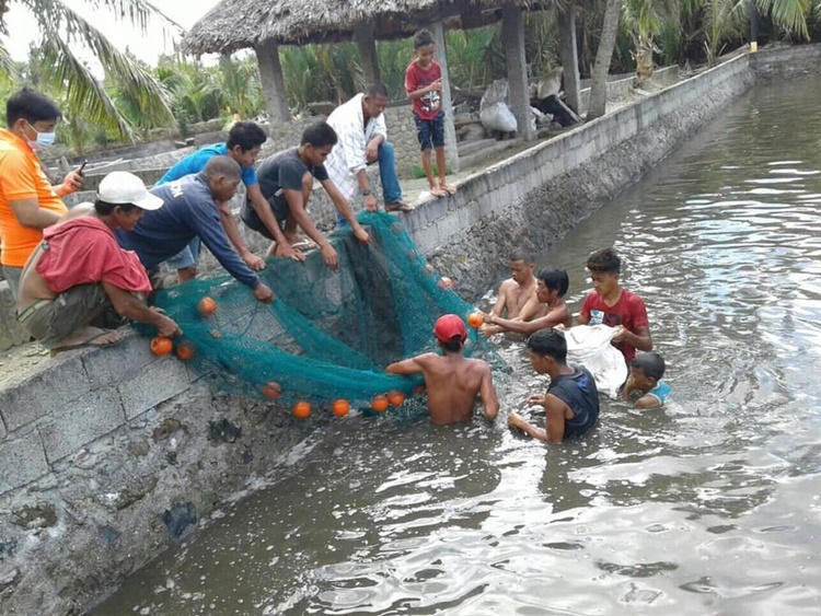Fish Pond