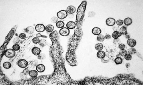 hantavirus misleading post