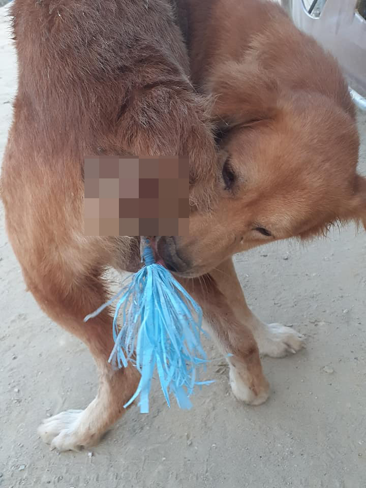 Helpless Dog