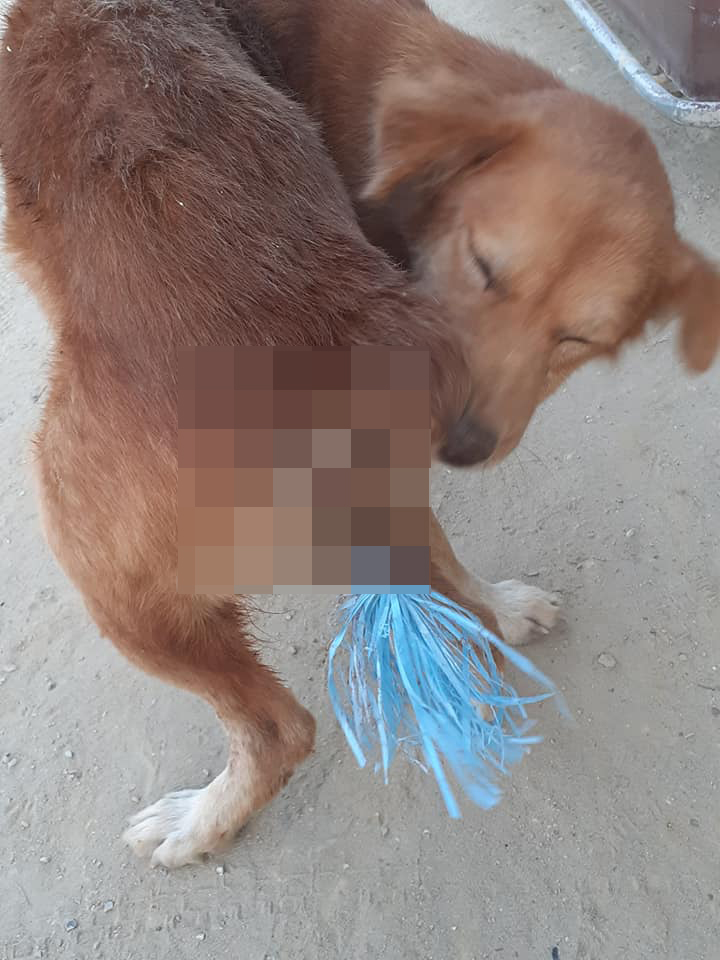 Helpless Dog