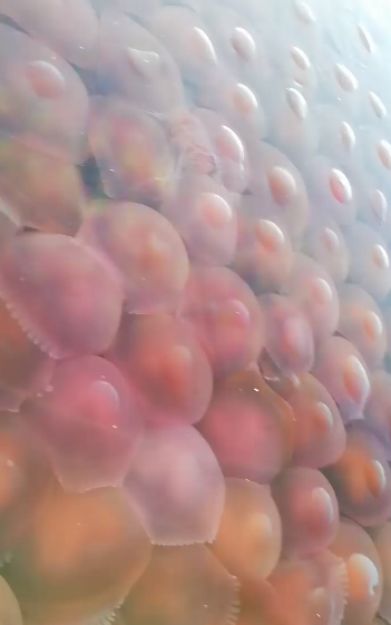 Bloom of Jellyfish
