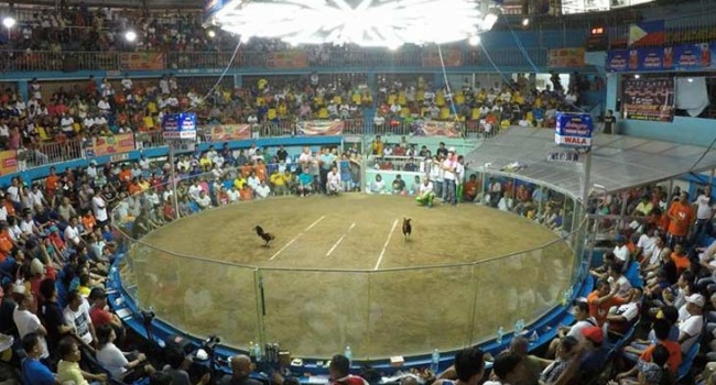 Cockfighting Fans In Davao Hospitalized For Showing Signs Of Corona