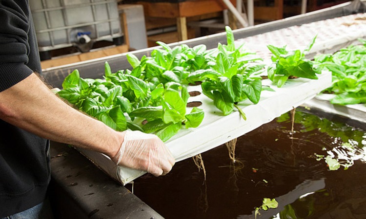 Aquaponics
