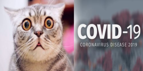 Cat Coronavirus 3