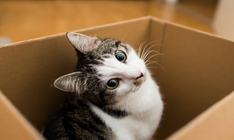 Cats-1