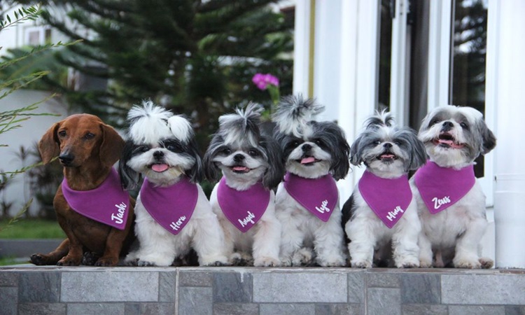 Cute-Dogs-3