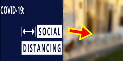 Cute Dogs social distancing