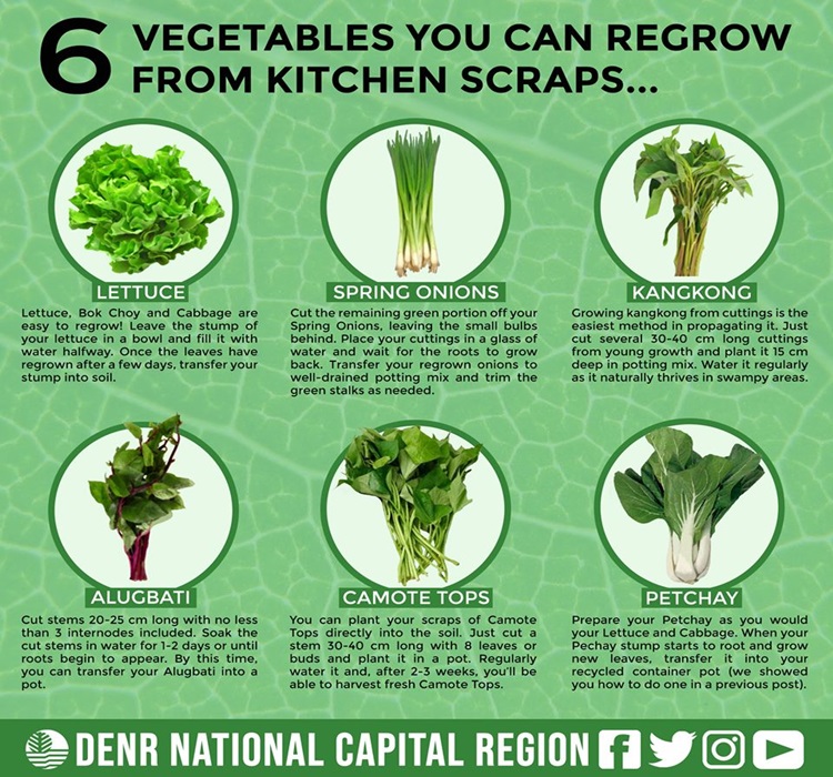 6 Vegetables You Can Regrow Indoors Using Kitchen Scraps