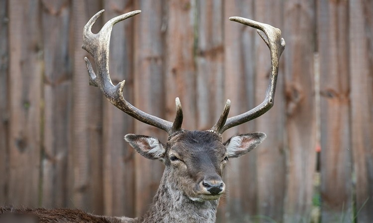 Deer-East-London-COVID-19-1