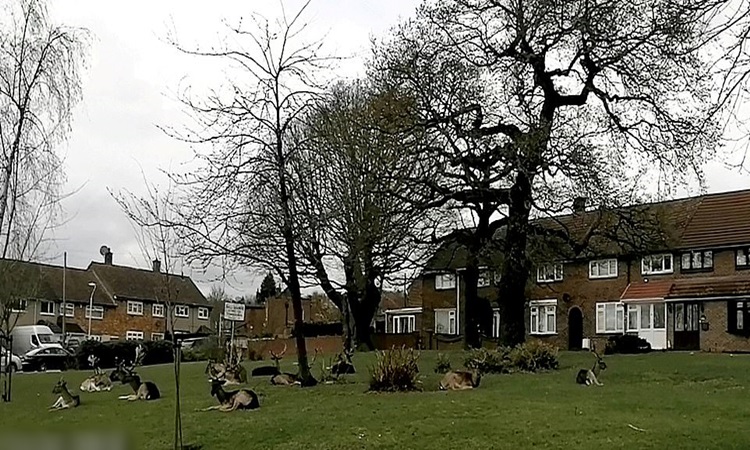 Deer-East-London-COVID-19-2