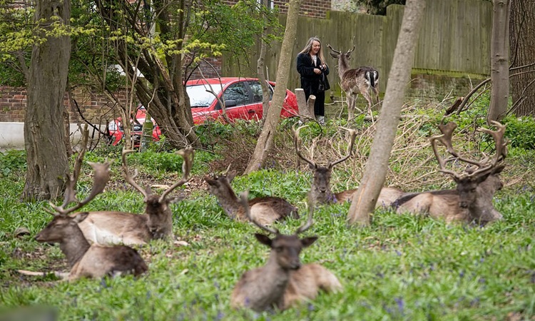 Deer-East-London-COVID-19-3