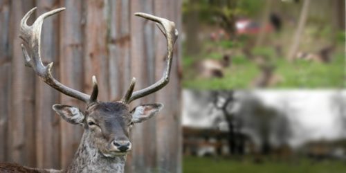 Deer East London COVID-19 5