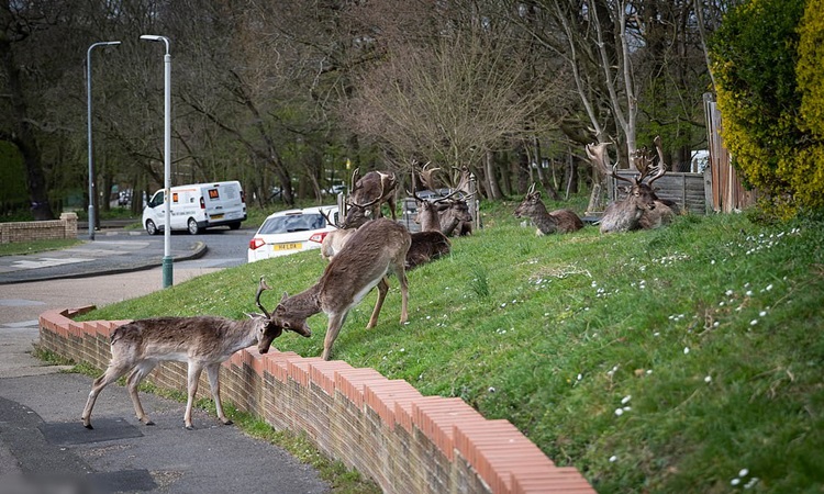Deer-East-London-COVID-19