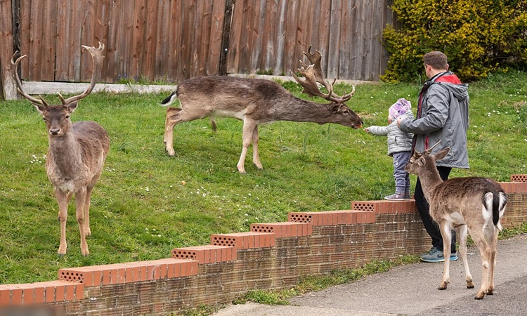 Deer-London-1
