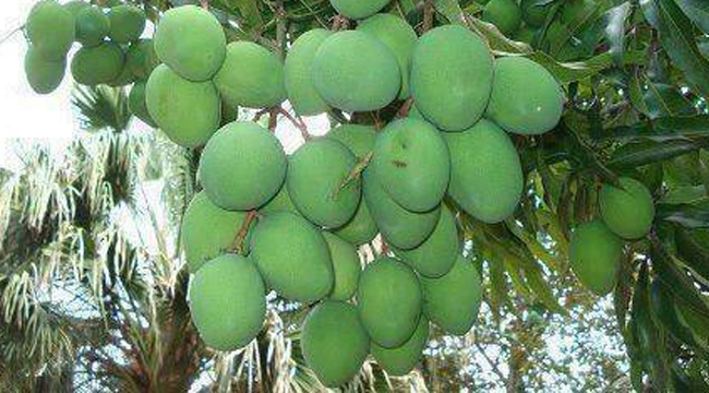 SCIENTIFIC NAME OF MANGO ?x57123