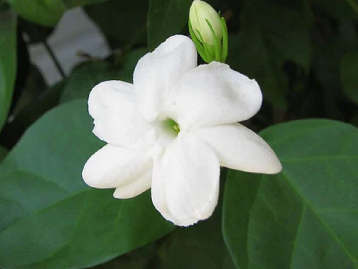 What Is Sampaguita Flower In English - Home Alqu