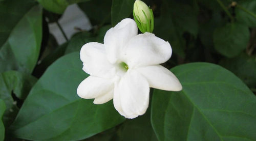 SCIENTIFIC NAME OF SAMPAGUITA