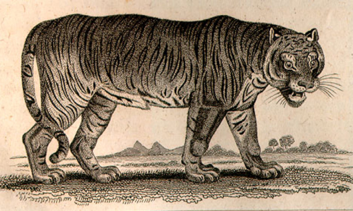 The Tyger By William Blake Full Text Of The Poem