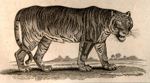 THE TYGER BY WILLIAM BLAKE