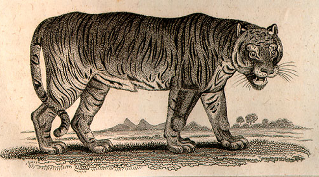 The Tyger By William Blake - Full Text Of The Poem