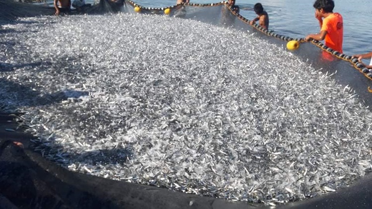 Netizen Grateful for Abundant Fish Harvest in Romblon Amid Health Crisis