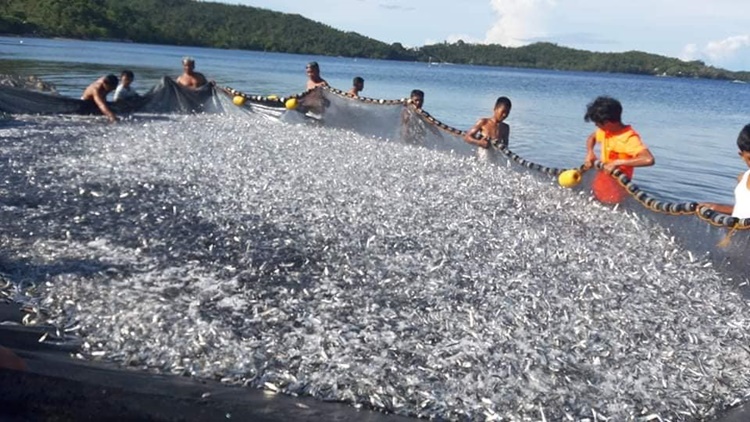 Netizen Grateful for Abundant Fish Harvest in Romblon Amid Health Crisis