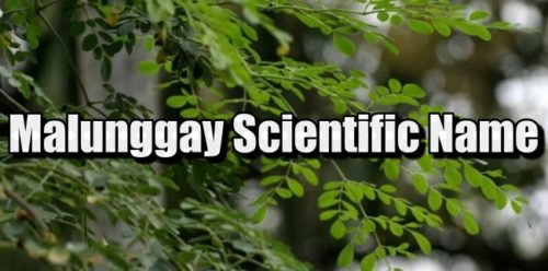 scientific-name-of-malunggay-philippine-vegetable