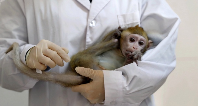 Remdesivir Effective Treatment For COVID-19 In Monkeys - Study
