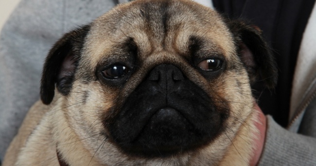Pet Pug COVID-19 Positive, First Coronavirus Case In Dog In US