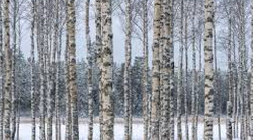 BIRCHES BY ROBERT FROST