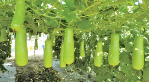 SCIENTIFIC NAME OF BOTTLE GOURD